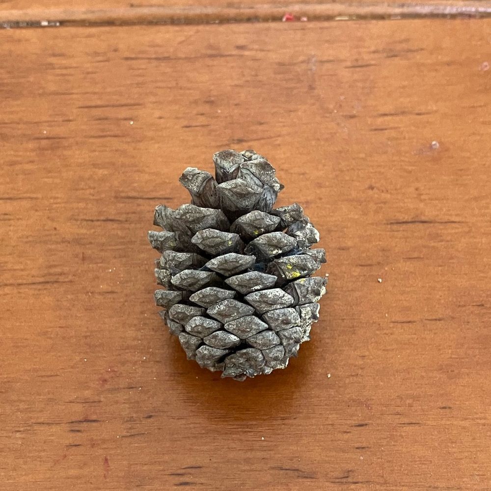 Small Pinecone